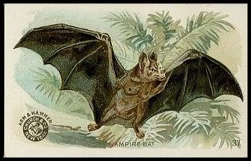37 Vampire Bat